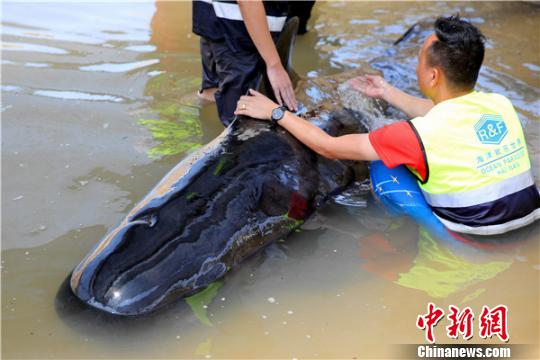 救护专家人员为鲸鱼泼水维持体表温度。　陈思国摄
